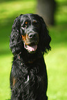 Gordon Setter Portrait