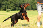 rennender Gordon Setter