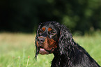 Gordon Setter