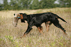 Gordon Setter apportiert Dummy