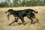 Gordon Setter apportiert Dummy