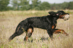 Gordon Setter apportiert Dummy