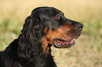 Gordon Setter Portrait