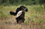 Gordon Setter apportiert Dummy