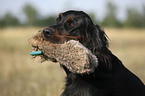 Gordon Setter apportiert Dummy