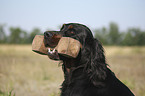 Gordon Setter apportiert Dummy