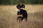 Gordon Setter apportiert Dummy