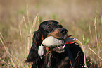 Gordon Setter apportiert Dummy