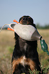 Gordon Setter apportiert Dummy