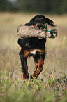 Gordon Setter apportiert Dummy