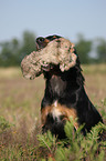 Gordon Setter apportiert Dummy