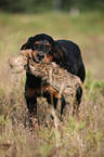 Gordon Setter apportiert Dummy