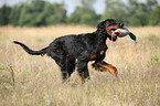 Gordon Setter apportiert Dummy