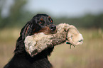 Gordon Setter apportiert Dummy