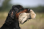 Gordon Setter apportiert Dummy