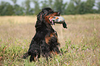 Gordon Setter apportiert Dummy