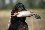 Gordon Setter apportiert Dummy