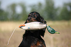 Gordon Setter apportiert Dummy