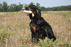 Gordon Setter apportiert Dummy