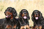 Gordon Setter Portrait