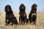 sitzende Gordon Setter