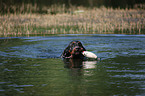 Gordon Setter apportiert Dummy