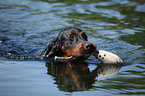 Gordon Setter apportiert Dummy