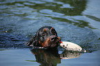 Gordon Setter apportiert Dummy