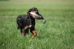 Gordon Setter apportiert Dummy