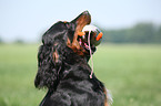 Gordon Setter apportiert Dummy