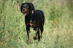 rennender Gordon Setter