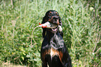 Gordon Setter apportiert Dummy