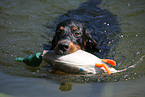 Gordon Setter apportiert Dummy