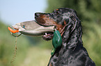 Gordon Setter apportiert Dummy