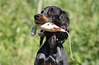 Gordon Setter apportiert Dummy