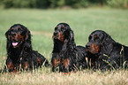 liegende Gordon Setter