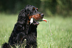 Gordon Setter apportiert Dummy