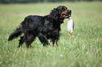 Gordon Setter apportiert Dummy