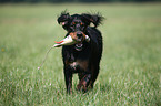 Gordon Setter apportiert Dummy