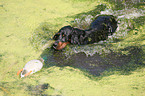 Gordon Setter apportiert Dummy