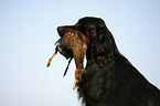 Gordon Setter apportiert Ente