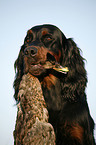 Gordon Setter apportiert Ente