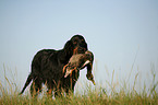 Gordon Setter apportiert Ente