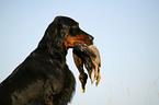 Gordon Setter apportiert Ente