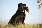 Gordon Setter apportiert Ente