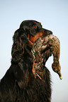 Gordon Setter apportiert Ente