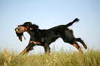 Gordon Setter apportiert Ente