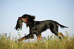 Gordon Setter apportiert Ente