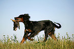 Gordon Setter apportiert Ente