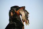 Gordon Setter apportiert Ente